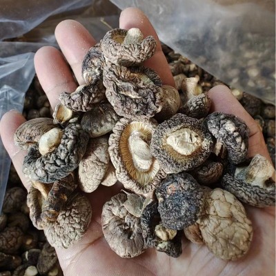 随州香菇菌菇 2.5小香菇干 随州冬菇厚菇干货厂家 可出口香菇图4