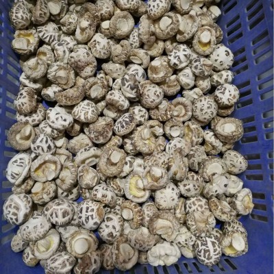 随州干香菇厂家货源 随州白花菇基地 三里岗天白花菇 湖北冬菇图3