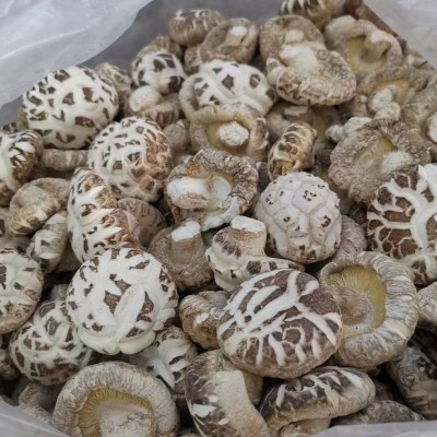 随州干香菇厂家货源 随州白花菇基地 三里岗天白花菇 湖北冬菇图5