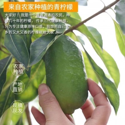 台湾香水柠檬酸多汁新鲜柠檬奶茶专用1-9斤代发包邮整箱批发图3