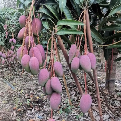 海南贵妃芒香甜多汁新鲜水果3/5/9斤整箱包邮代发图3