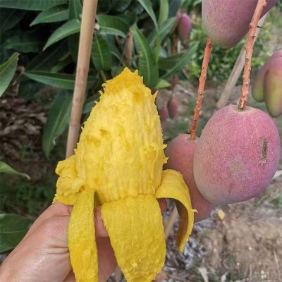 海南贵妃芒香甜多汁新鲜水果3/5/9斤整箱包邮代发图2