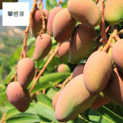 27号发攀枝花树上熟细腻小贵妃5斤8斤普箱礼盒装一件无痕代发图2