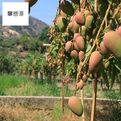 27号发攀枝花树上熟细腻小贵妃5斤8斤普箱礼盒装一件无痕代发图4