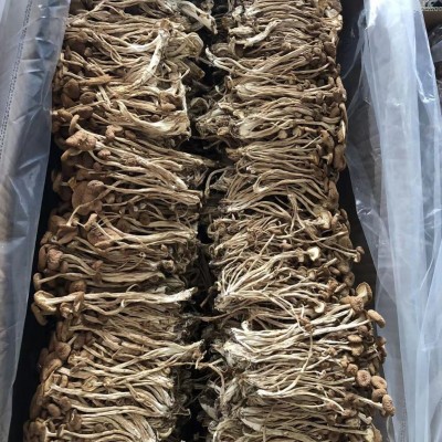 源头厂家香菇未开伞茶树菇新货食用菌南北干货酒店餐饮火锅食材图2