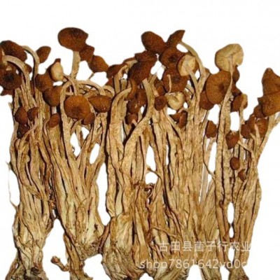 源头厂家香菇未开伞茶树菇新货食用菌南北干货酒店餐饮火锅食材图5