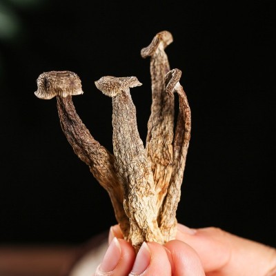 鹿茸菇干货鹿茸菌非野生脆脆菇干煲汤蘑菇云南菌包菌菇厂家批发图3