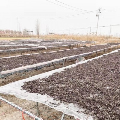 黑木耳丝干货螺蛳粉米线拉面汤料专用配菜厂家直销白背木耳丝批发图2