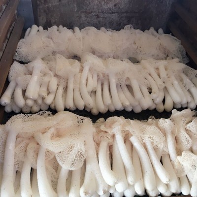 【新货】竹荪干货500g可商用煲汤食材食用菌干货竹笙福建古田特产图4
