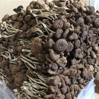 厂家直供古田新货不开伞茶树菇干货散装批发500g茶薪菇冰菇包邮图4