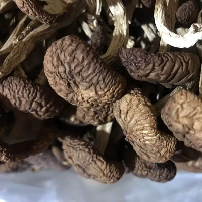 厂家直供古田新货不开伞茶树菇干货散装批发500g茶薪菇冰菇包邮图3