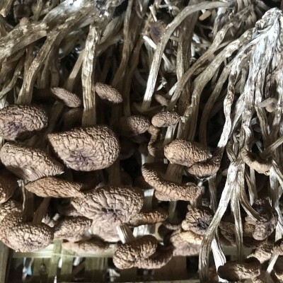 【基地直发】古田不开伞茶树菇干货散装批发 茶薪菇500g 产地直销图2