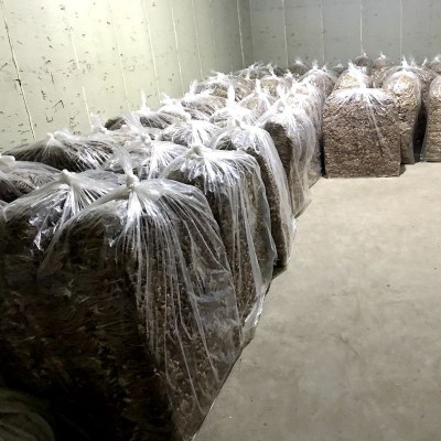 【基地直发】古田不开伞茶树菇干货散装批发 茶薪菇500g 产地直销图4