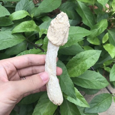 新烘烤竹荪菇蕾干货500g不开伞竹笙无裙杆子不硫熏农家货特产图3
