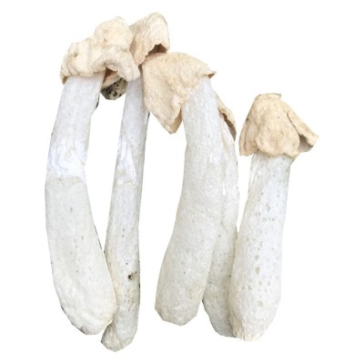 新烘烤竹荪菇蕾干货500g不开伞竹笙无裙杆子不硫熏农家货特产图4
