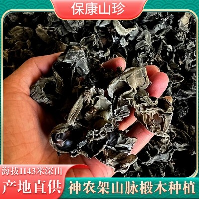 深山黑木耳湖北神龙架特产鄂西北原生态产地木耳农产品干货批发图1