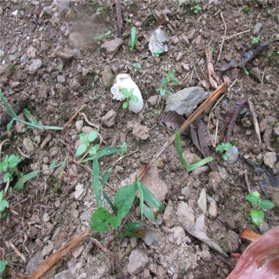 竹荪 新品山珍干货青川特产食用菌 高山嫩荪 长群竹菌儿250克批发图2