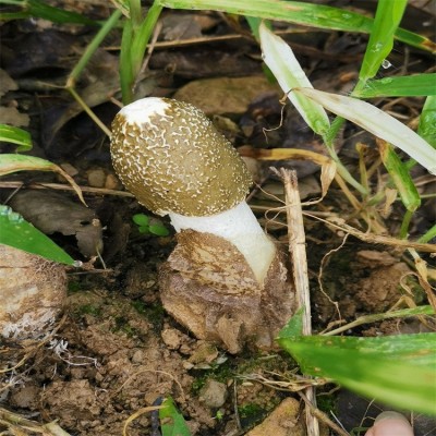 竹荪 新品山珍干货青川特产食用菌 高山嫩荪 长群竹菌儿250克批发图4