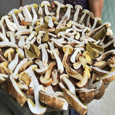 野山牛肝菌 新品山珍干货 特产 美味牛肝菌 乔巴菌 食用菌干牛肝图2