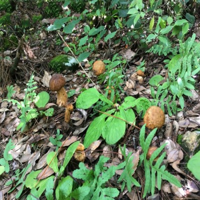 野山牛肝菌 新品山珍干货 特产 美味牛肝菌 乔巴菌 食用菌干牛肝图3