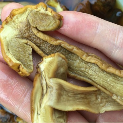 野山牛肝菌 新品山珍干货 特产 美味牛肝菌 乔巴菌 食用菌干牛肝图4
