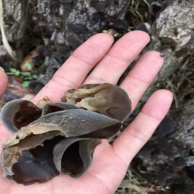 青川木耳 黑木耳 椴木木细耳 干木耳 山珍 干货 春木耳 产地直批图3
