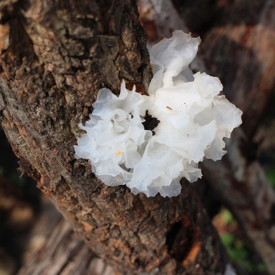 银耳 新品 四川通江银耳 椴木银耳 无流雪耳 糯耳干货白木耳100克图2