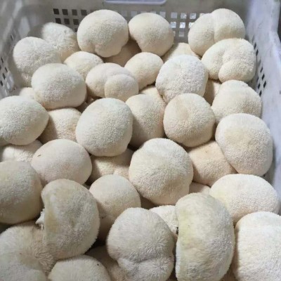 干品猴头菇（整个）清水猴头菇 冷冻猴头菇 可做不同规格图4