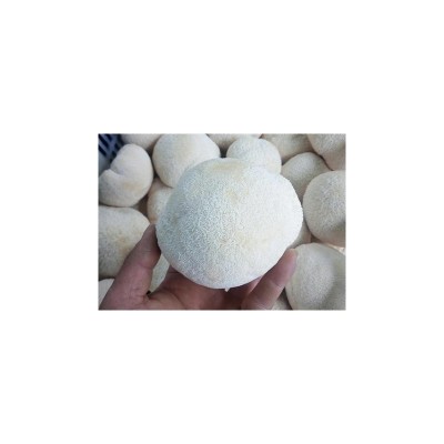 干品猴头菇（整个）清水猴头菇 冷冻猴头菇 可做不同规格图5