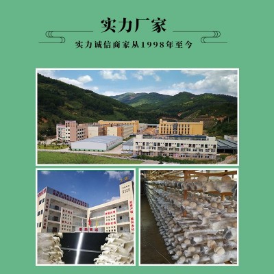 干品猴头菇（整个）清水猴头菇 冷冻猴头菇 可做不同规格图2