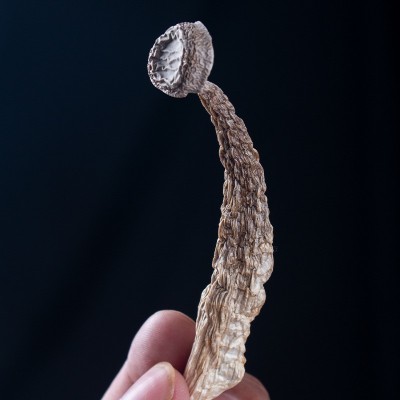 鹿茸菇云南菌菇厂家产地源头批发食用菌菇蘑菇干货特产代发图2