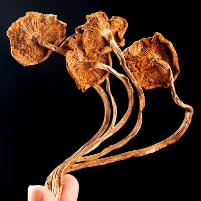 茶树菇批发云南茶树菇干货源头基地大量直供散装干蘑菇大货供应图2