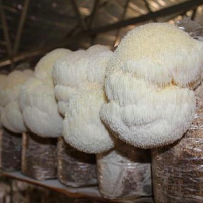 散装猴头菇东北产批发500g食用菌干货猴头菇批发一斤代发图4