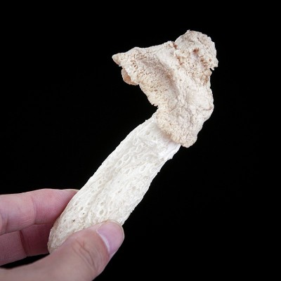 竹荪竹荪球特产干货食用菌菇类煲汤酒店食材大量批发图4
