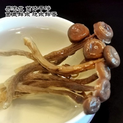 鹿茸菇干货菌菇新货鹿茸菌干香菇新鲜非野生脆嫩无硫煲汤食材批发图4
