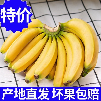 香蕉新鲜价云南0斤薄皮整箱应季水果批发厂家批发代发厂家速卖通图2