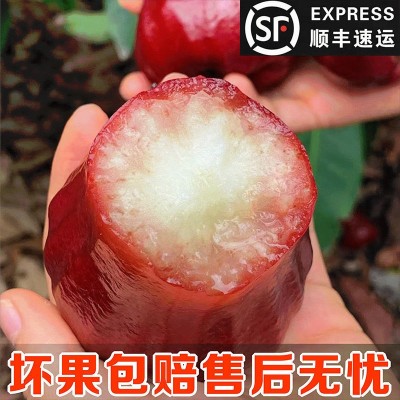 顺丰包邮海南黑金刚莲雾果当季新鲜莲雾大果孕妇水果一整箱独立站图2
