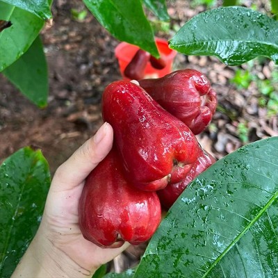 顺丰包邮海南黑金刚莲雾果当季新鲜莲雾大果孕妇水果一整箱独立站图5