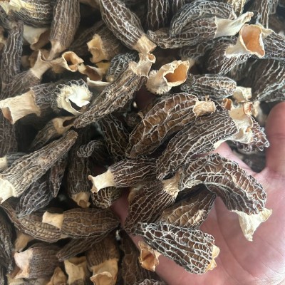 云南羊肚菌干货批发菌菇特产头茬剪脚羊肚菌产地大量批发云南特产图5