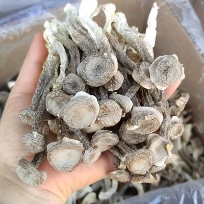 鹿茸菇云南菌菇厂家产地源头批发食用菌菇蘑菇干货特产直供煲汤图3