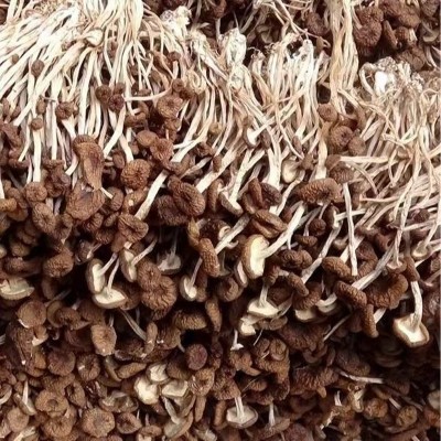 批发当季新货干茶树菇200g/500g煲汤火锅无硫熏茶树菇支持图2
