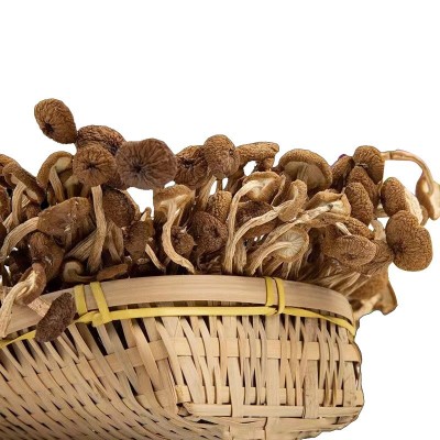 批发当季新货干茶树菇200g/500g煲汤火锅无硫熏茶树菇支持图5
