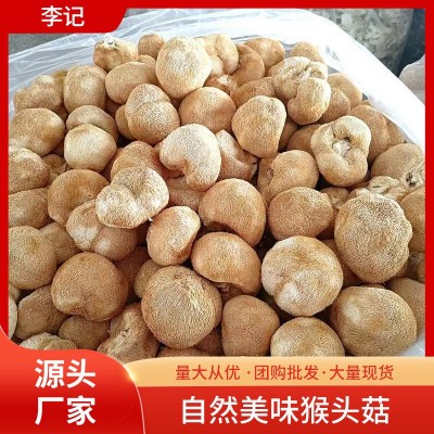 批发猴头菇干货食用菌袋装散装200g/500g新鲜无硫养胃图2