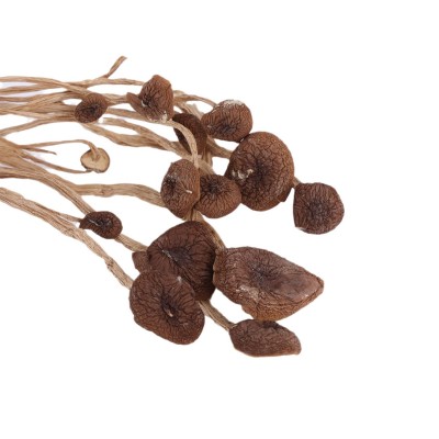 广昌特产不开伞茶树菇源头产地干货新货批发零售煲汤香味十足图5