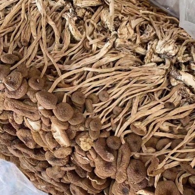 新货不开伞茶树菇古田食用菌 福建干货500g袋装未开伞茶树菇批发图2