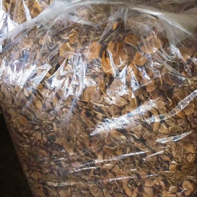 古田土特产开伞茶树菇南北农产品干货 厂家批发散装新货茶薪菇图3