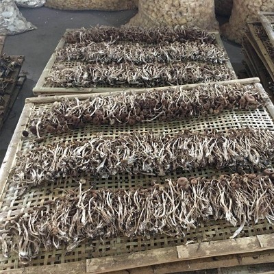 不开伞茶树菇干货无硫新货500g小包装散装 农家自产煲汤炖罐材料图3