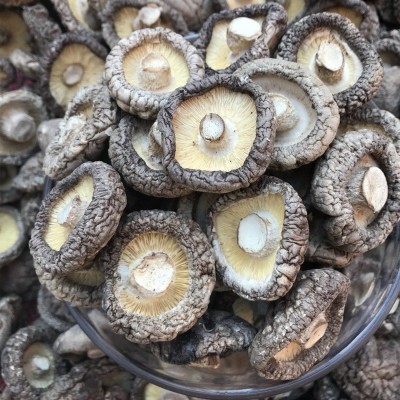 西峡香菇干货500g产地直发冬厚菇薄菇香信批发散装香菇干剪角新货图4