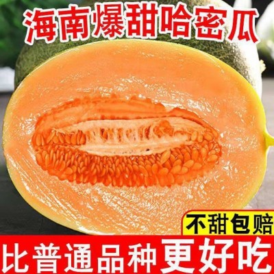 哈密瓜批发甜蜜多汁孕妇新鲜水果玫珑瓜西州甘肃蜜瓜网纹瓜批发价图3