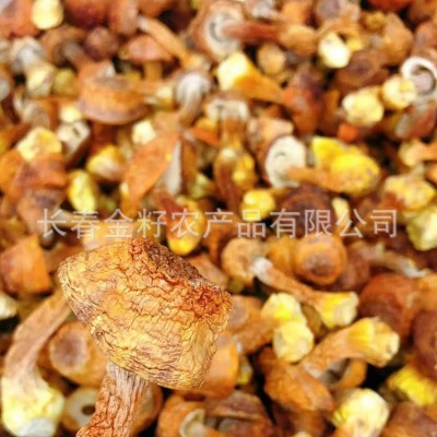 松茸 姬松茸 食用菌 各种蘑菇批发 500克图2